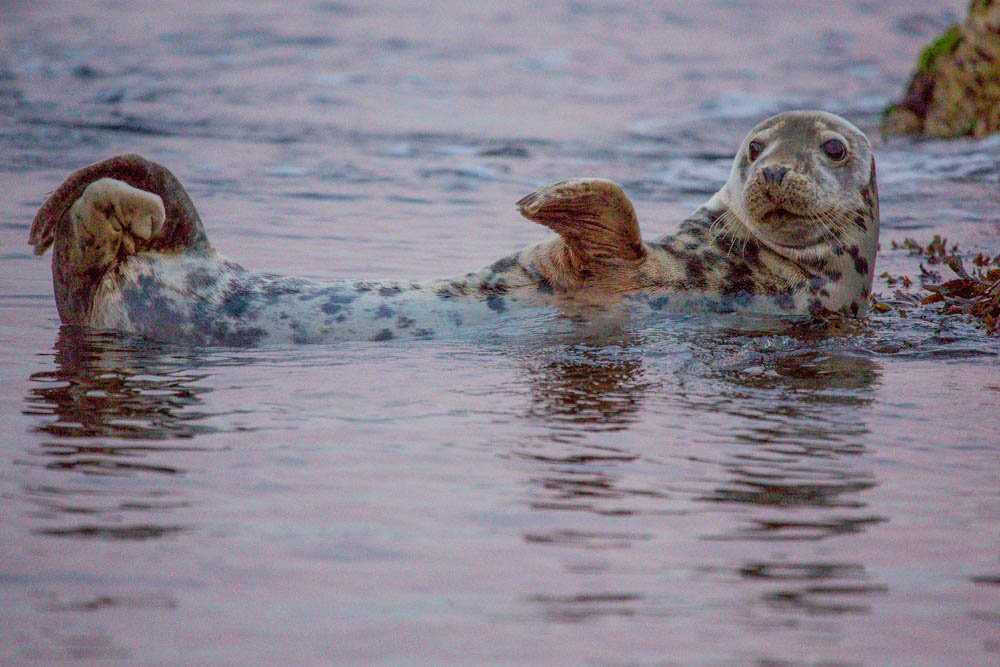 Seal waving - Wales (July 2018)